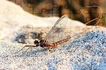 Ecdyonurus venosus jigsaw puzzle