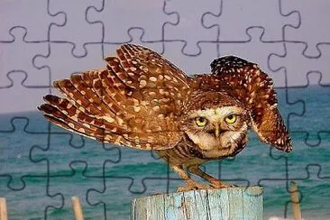 natural jigsaw puzzle