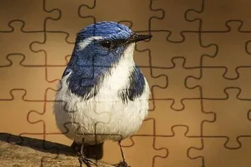 natural jigsaw puzzle