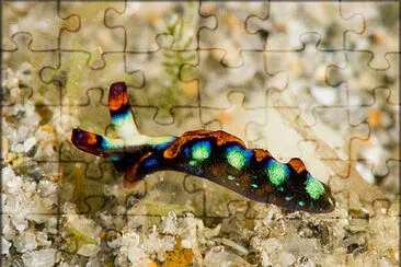 Thuridilla picta jigsaw puzzle