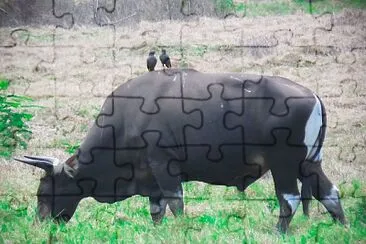 Banteng jawa jigsaw puzzle