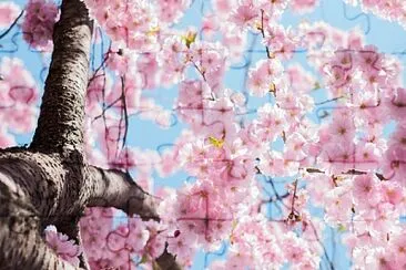 Cherry tree jigsaw puzzle