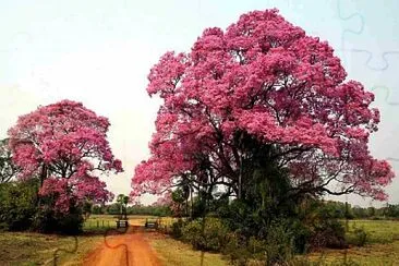 BrÃ©sil-pantanal