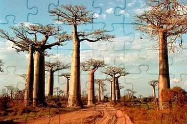 פאזל של Baobabs