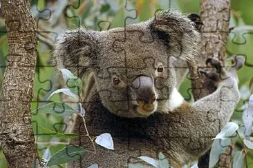 koala jigsaw puzzle