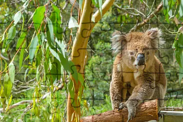 koala