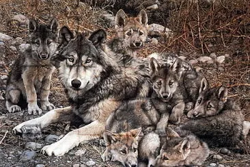 loups jigsaw puzzle