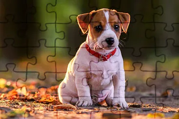 pedrootavio jigsaw puzzle