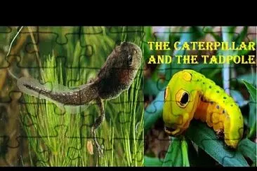 CATERPILLAR - TADPOLE