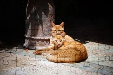 Gatitos posando jigsaw puzzle