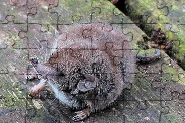 Crocidura russula jigsaw puzzle