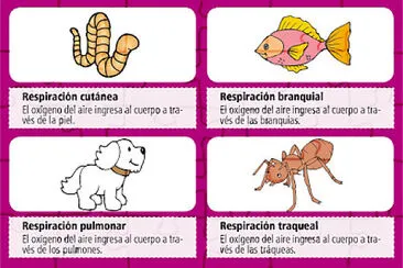 RespiraciÃ³n en los animales jigsaw puzzle