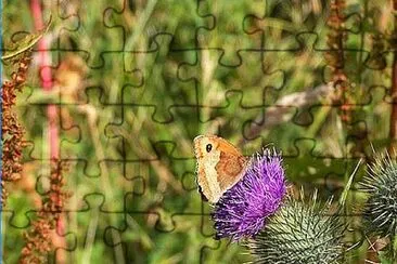 Meadow Brown