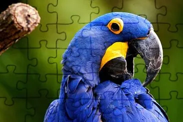 Guacamayo azul jigsaw puzzle