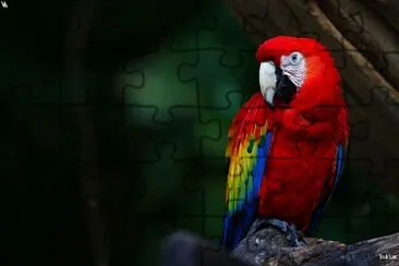 פאזל של Guacamayo rojo