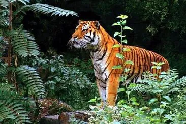 Tiger in jungle