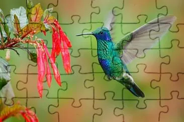 Hummingbird feeding jigsaw puzzle