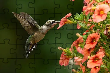 פאזל של Hummingbird and flowers