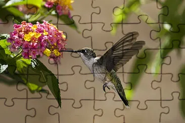 Flying feeding hummingbird jigsaw puzzle