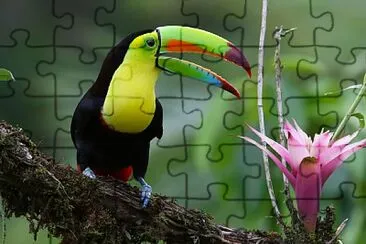 Tucano and flower jigsaw puzzle