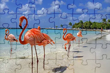 Flamingos beach