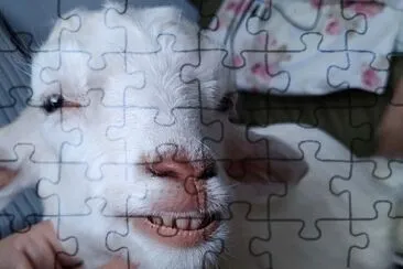 40 jigsaw puzzle