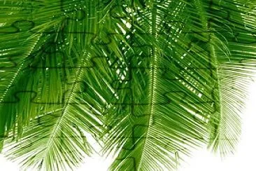 Palm leaves jigsaw puzzle