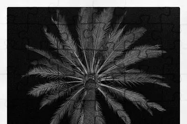 Black and white palm tree jigsaw puzzle