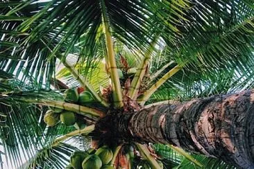 Palm tree with coconuts