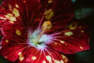 Tricolour hibiscus