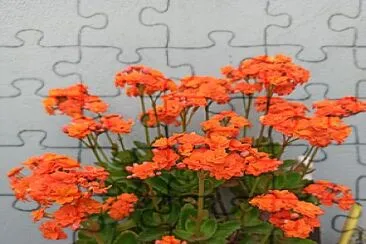 Flor jigsaw puzzle