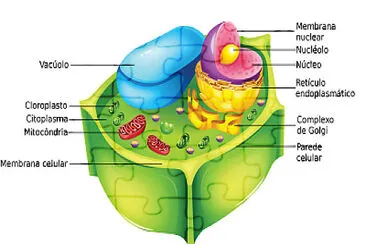 CÃ‰LULA VEGETAL