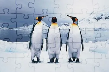 Penguins trio jigsaw puzzle