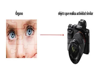 ojos-camara jigsaw puzzle