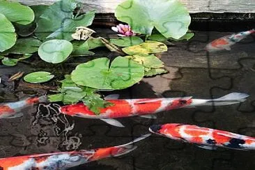 Tricolor koi fishes jigsaw puzzle