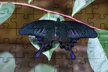 Dark butterfly jigsaw puzzle