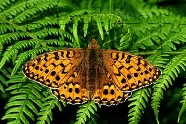 Fern butterfly jigsaw puzzle