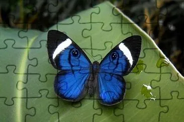 Mariposa tricolor jigsaw puzzle