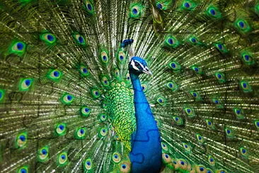 Pavo real jigsaw puzzle