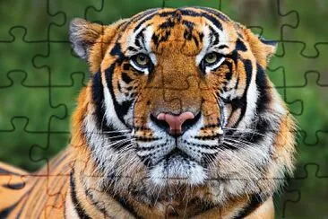 animal jigsaw puzzle