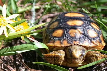 Tortoise and flowers jigsaw puzzle