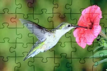 colibrÃ­ jigsaw puzzle