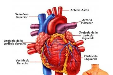 CorazÃ³n