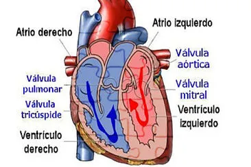 CorazÃ³n 2