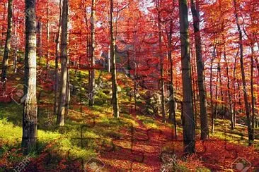 bosque otoÃ±al jigsaw puzzle