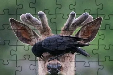 natural jigsaw puzzle