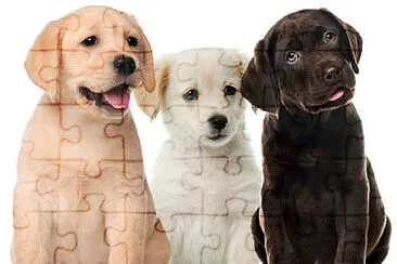 Perros jigsaw puzzle