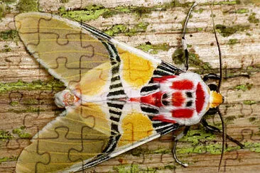 Polilla coloreada jigsaw puzzle