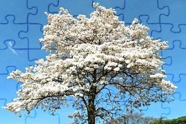 natural jigsaw puzzle