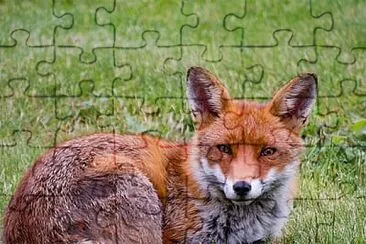 general jigsaw puzzle